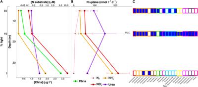 Direct Utilization of Organic Nitrogen by Phytoplankton and Its Role in Nitrogen Cycling Within the Southern California Bight